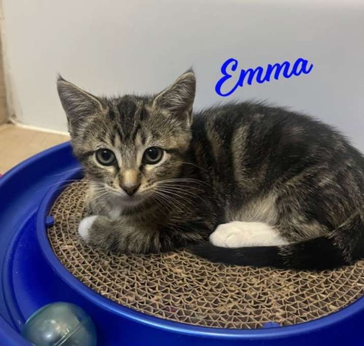 Photo of Emma #tabby-trio
