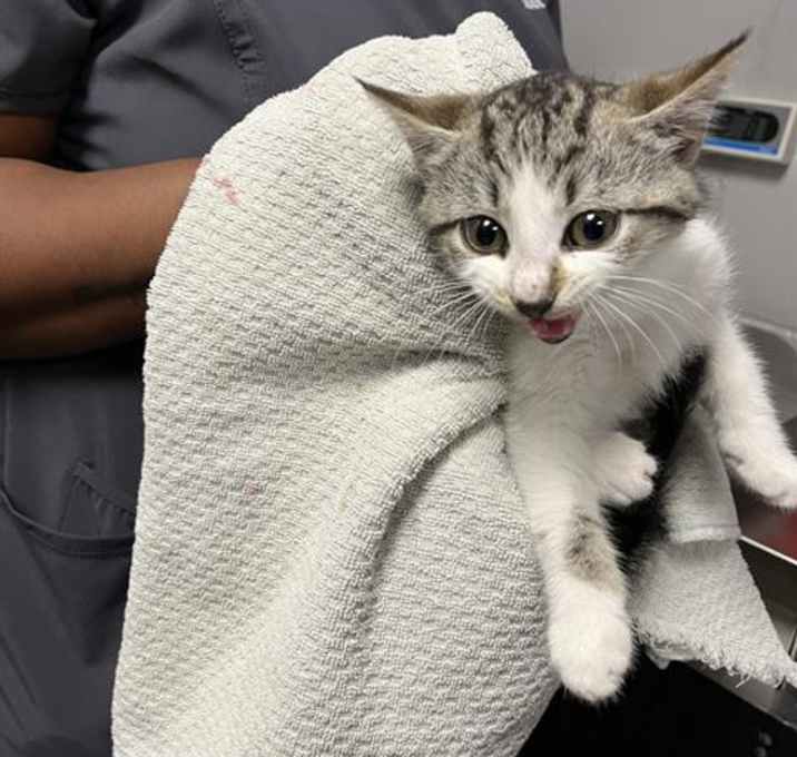 Photo of COSMIC CRISP