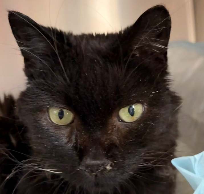 Photo of Coco (aka Cocoa)