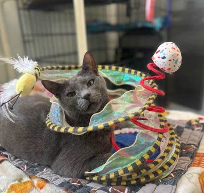 Photo of Jonas (aka Joey)