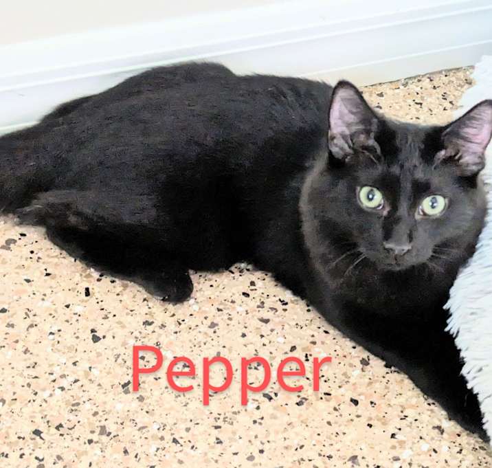 Photo of Pepper