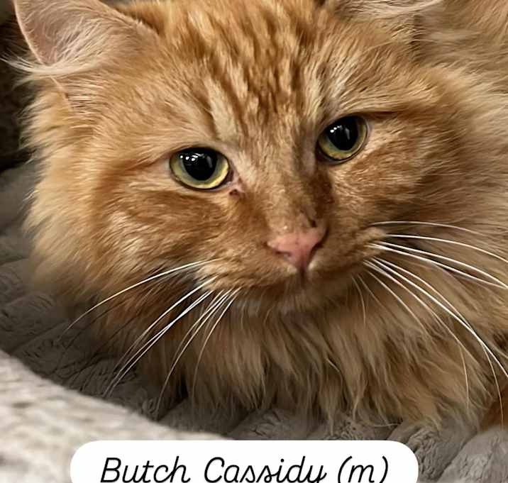 Photo of Butch Cassidy
