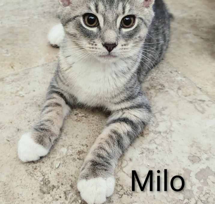 Photo of Milo