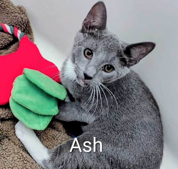 Photo of Ash
