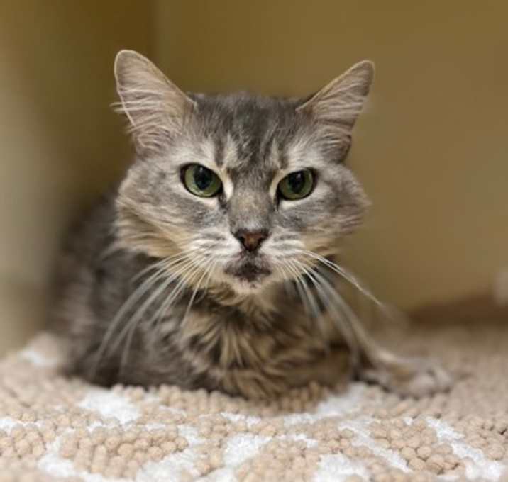 Photo of Dixie~25/26-0225b