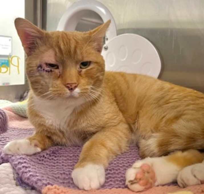 Photo of EZ-Cheese FIV +