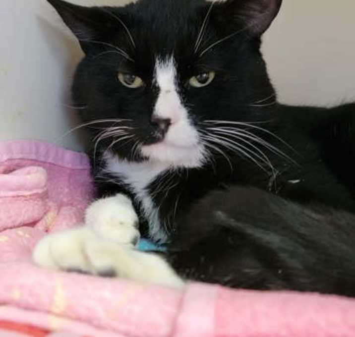 Photo of Randall the Pharaoh Wizard