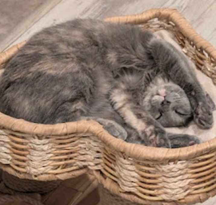 Photo of Wisp - Home to Home