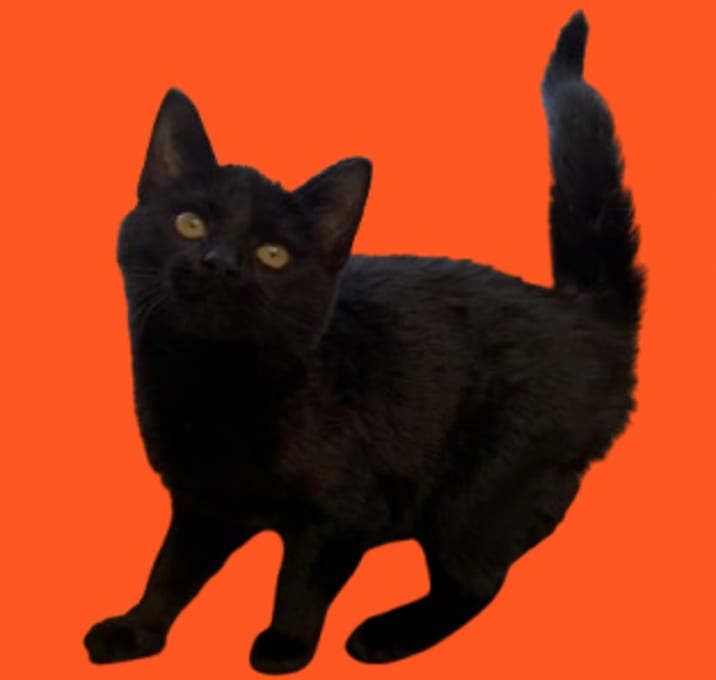 Photo of Rainbow Trout