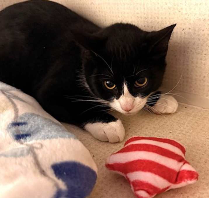 Photo of Fluffles - AVAILABLE