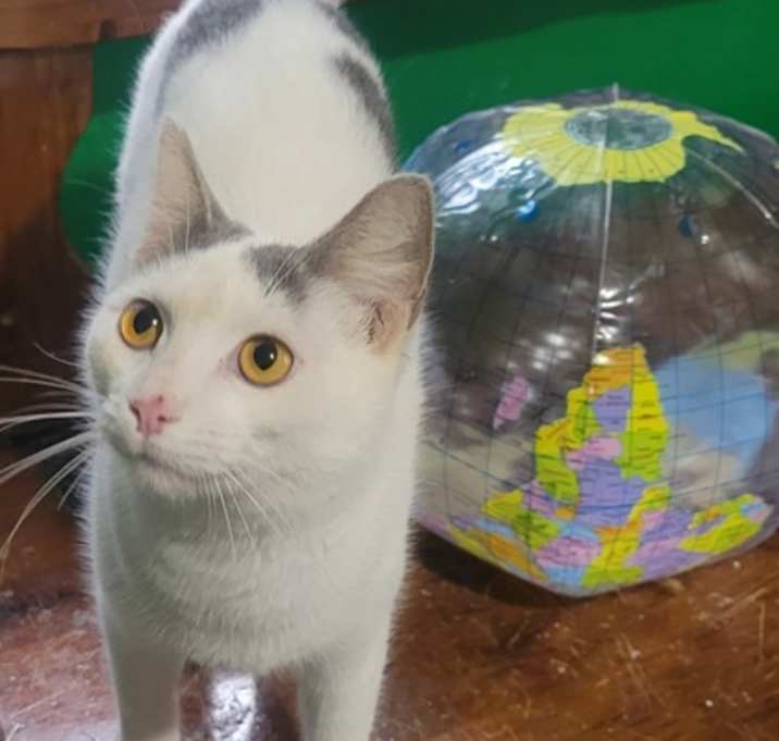 Photo of Ren - PetSmart West Berlin