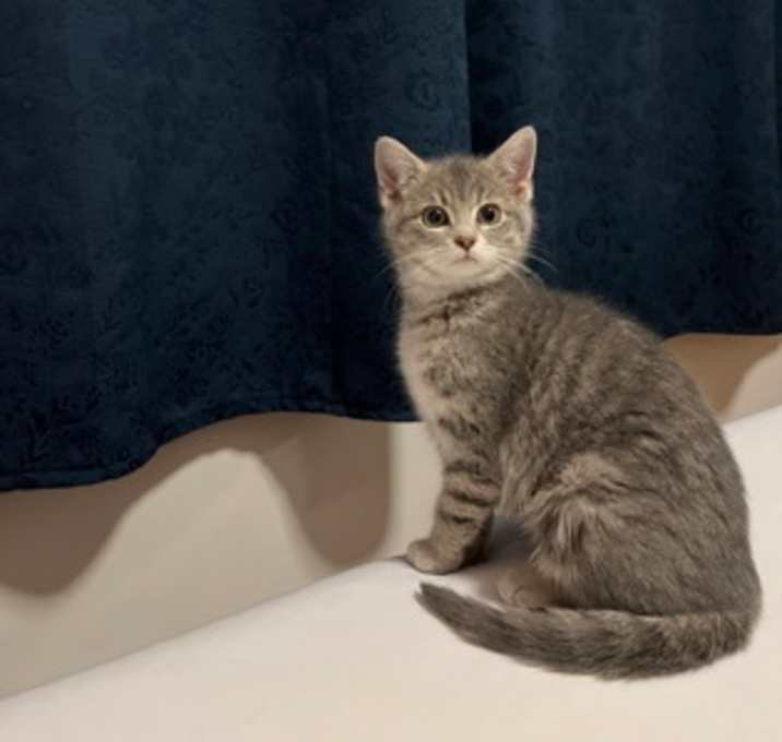 Photo of Sumac (Grey)