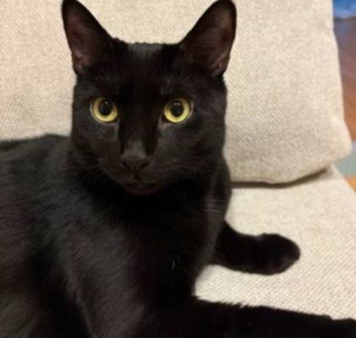 Photo of Abra (Francine)