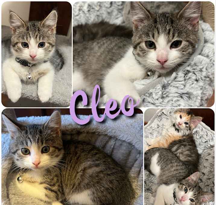 Photo of Cleo