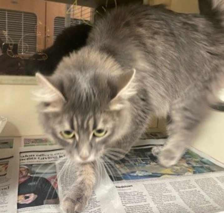 Photo of Nimbus - ADOPTED!