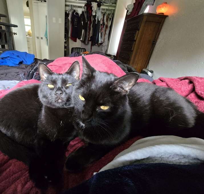 Photo of Orion & Aries