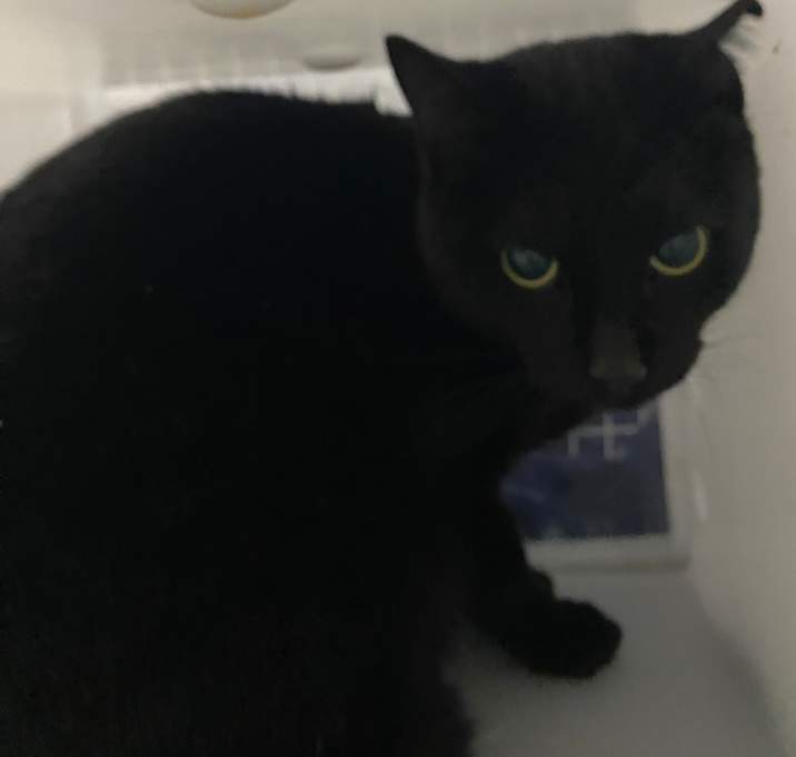 Photo of Feral Bocephus