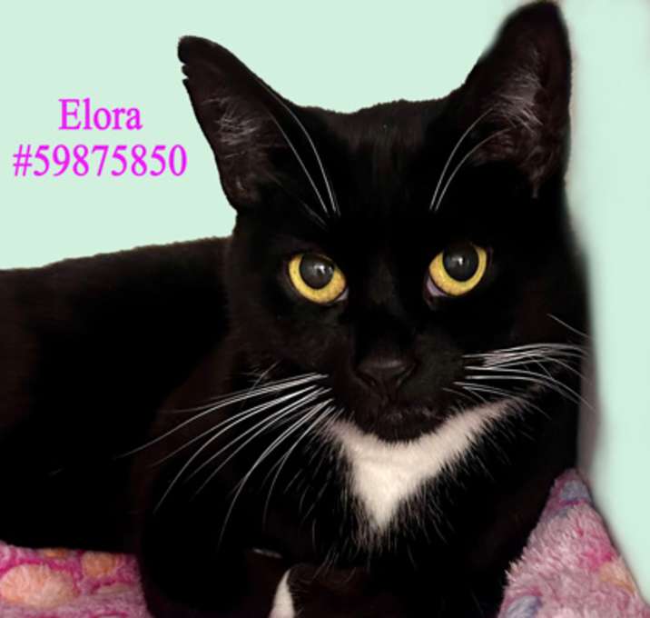 Photo of Elora-Stray