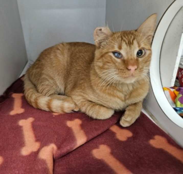 Photo of Chimney Sweep