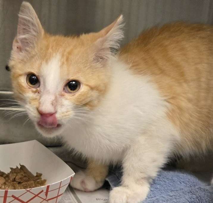 Photo of Cinnamon Toast Crunch