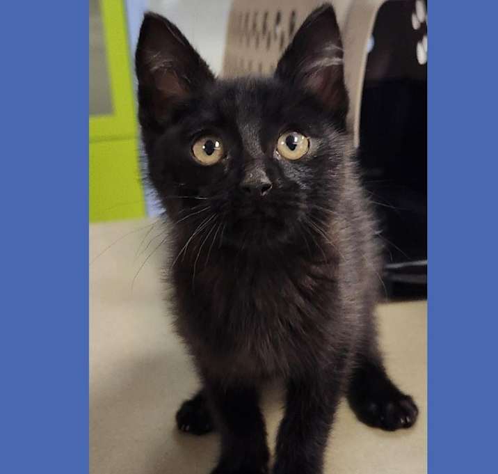 Photo of Cat Condo #9