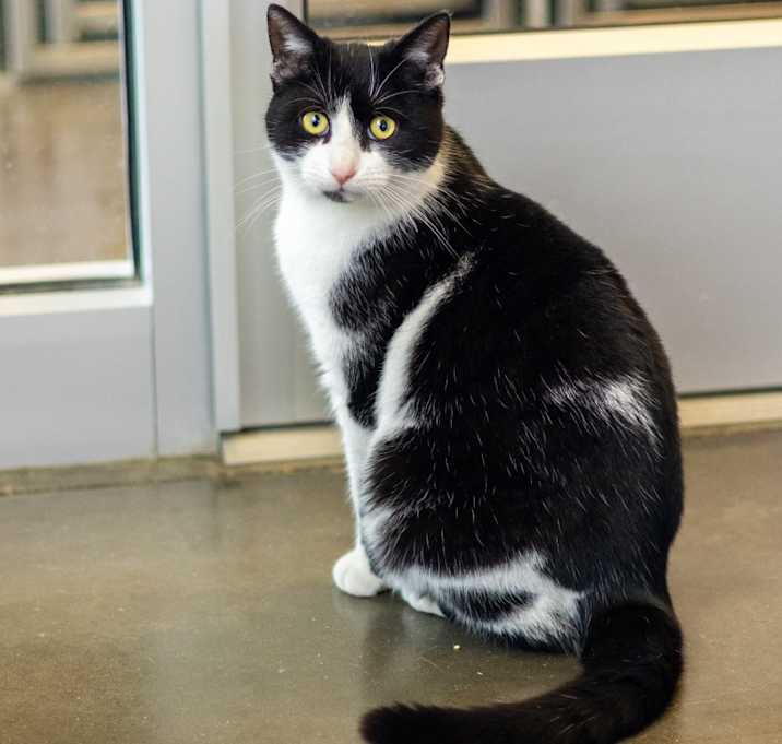 Photo of Dale (bonded with Chip)