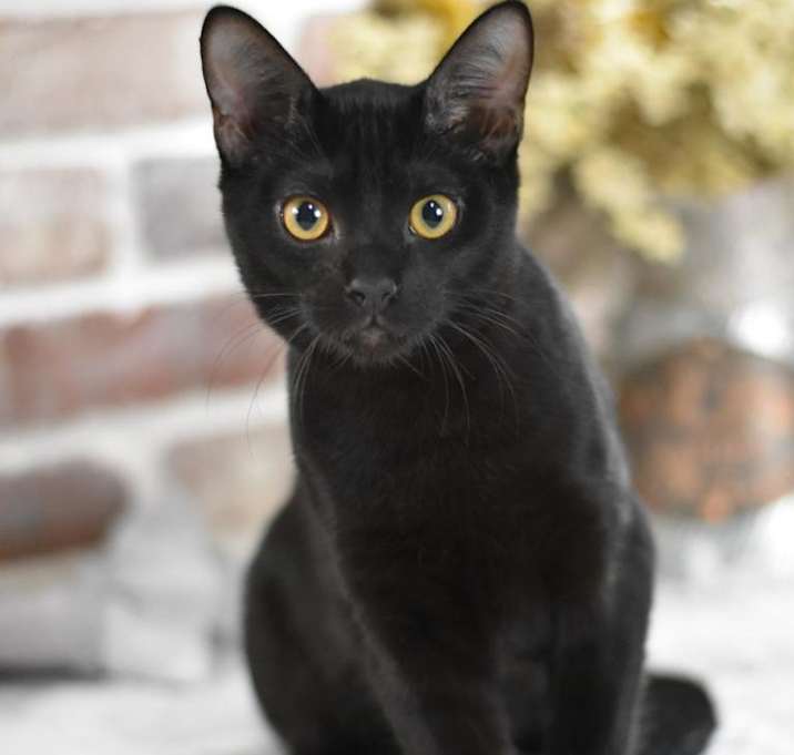 Photo of Skyler (Sky Litter)