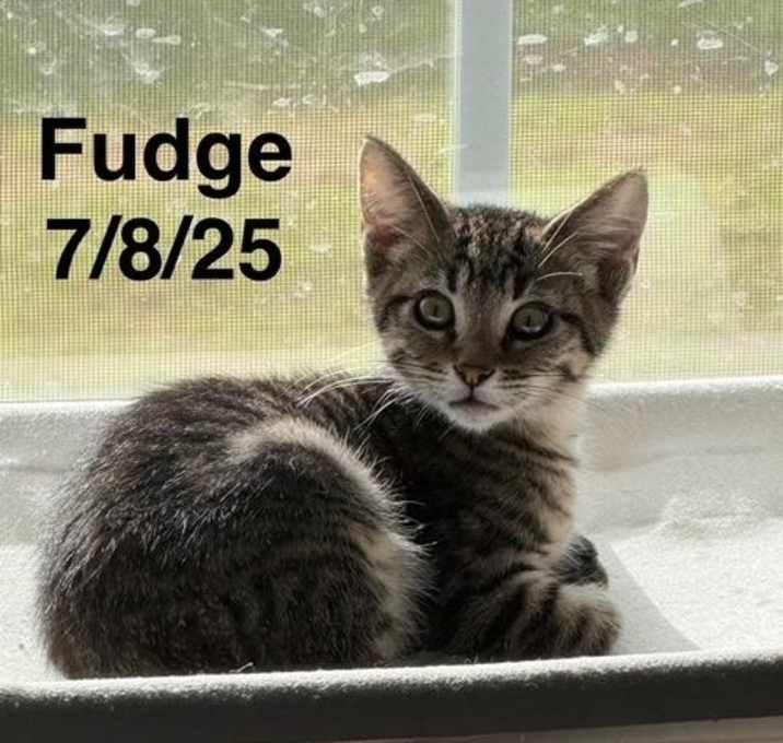 Photo of Fudge (Mad Llama Litter)