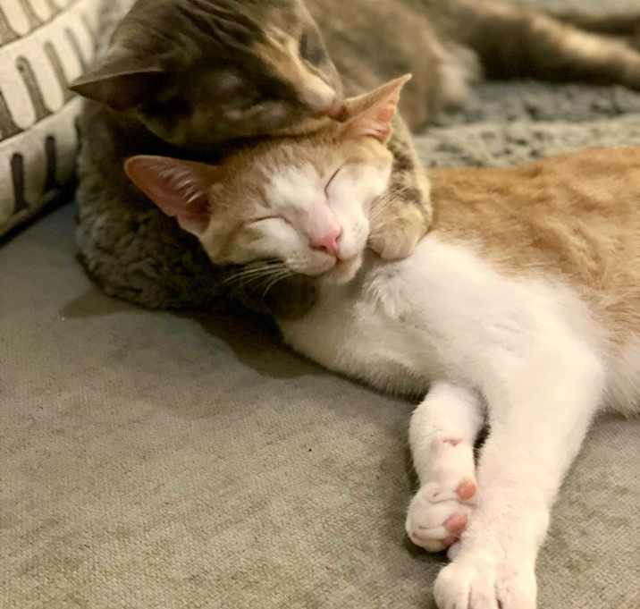 Photo of Theo and Meowgarita