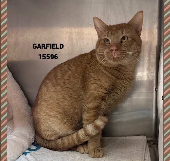 Photo of GARFIELD
