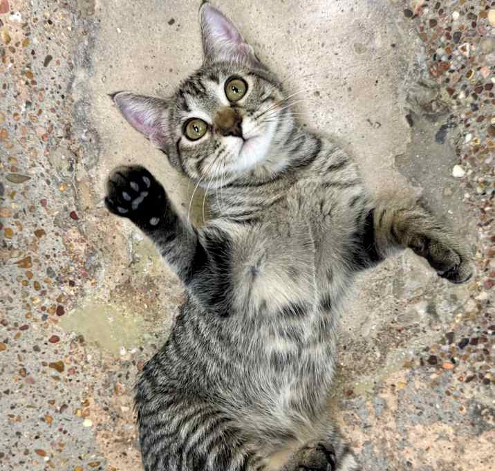 Photo of Holly (Jollly)