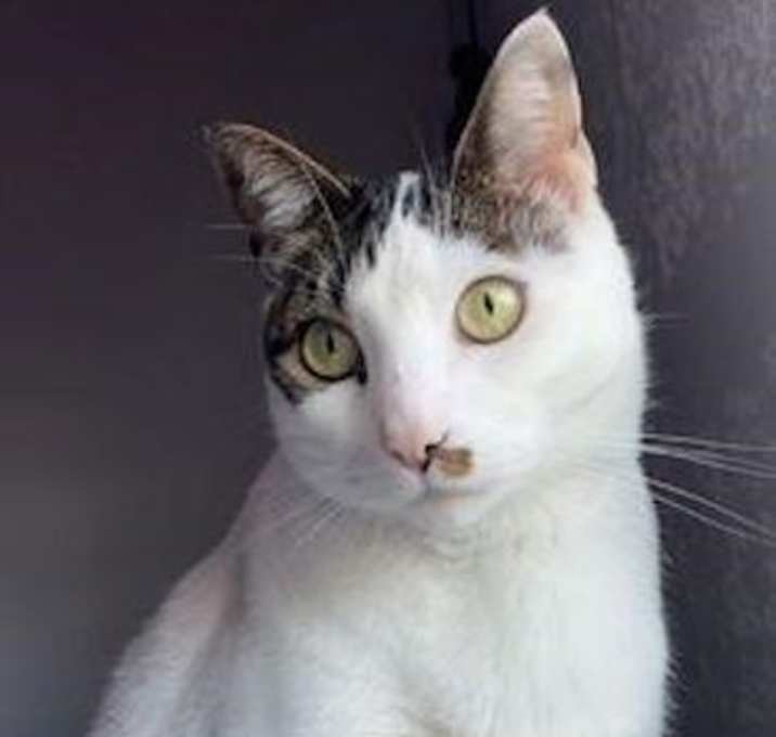 Photo of Larry the Cat