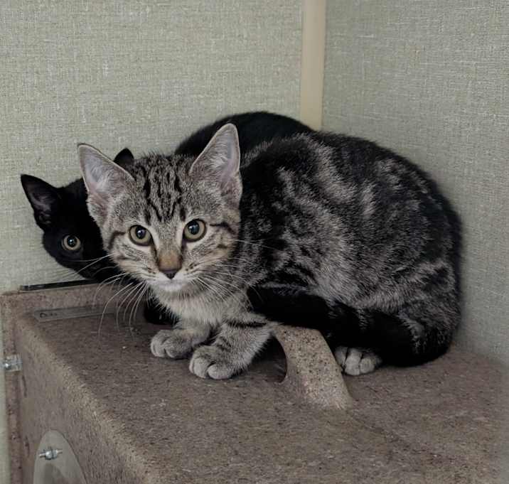 Photo of AWOL-Stray-638