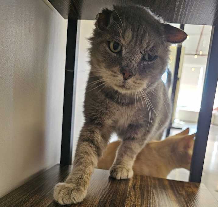 Photo of **Cat Cafe** Ernie