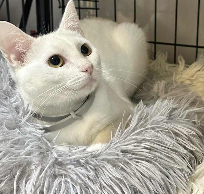 Photo of BS Kitties : Tasha