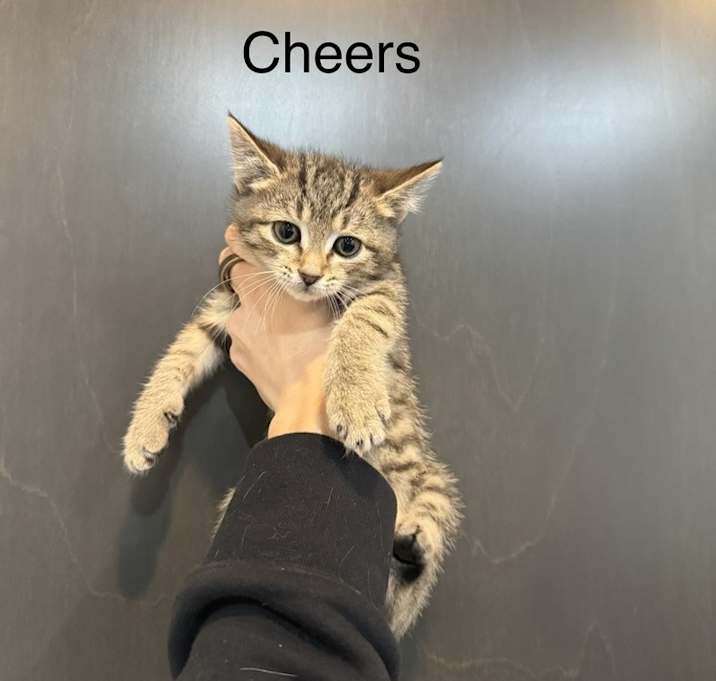 Photo of Cheers