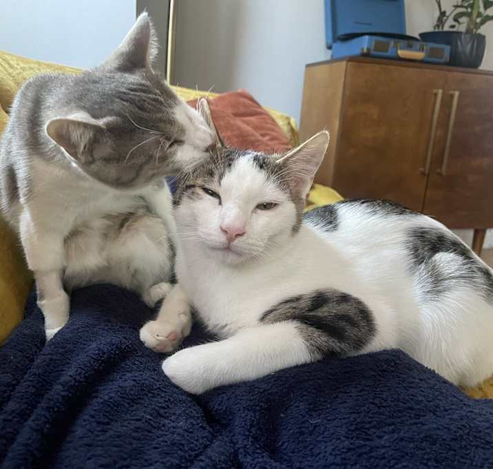 Photo of Guppy & Tadpole