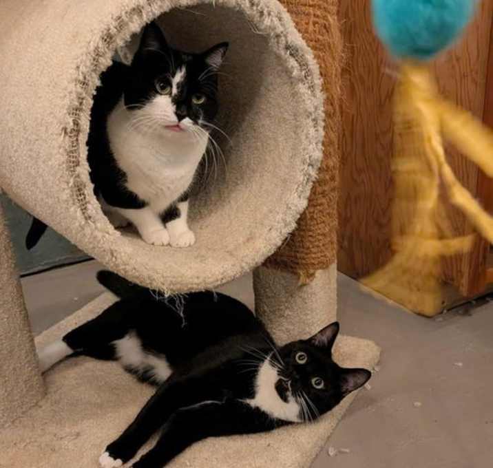 Photo of Boots 'A' Doots