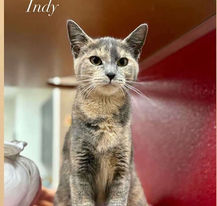 Photo of Indy