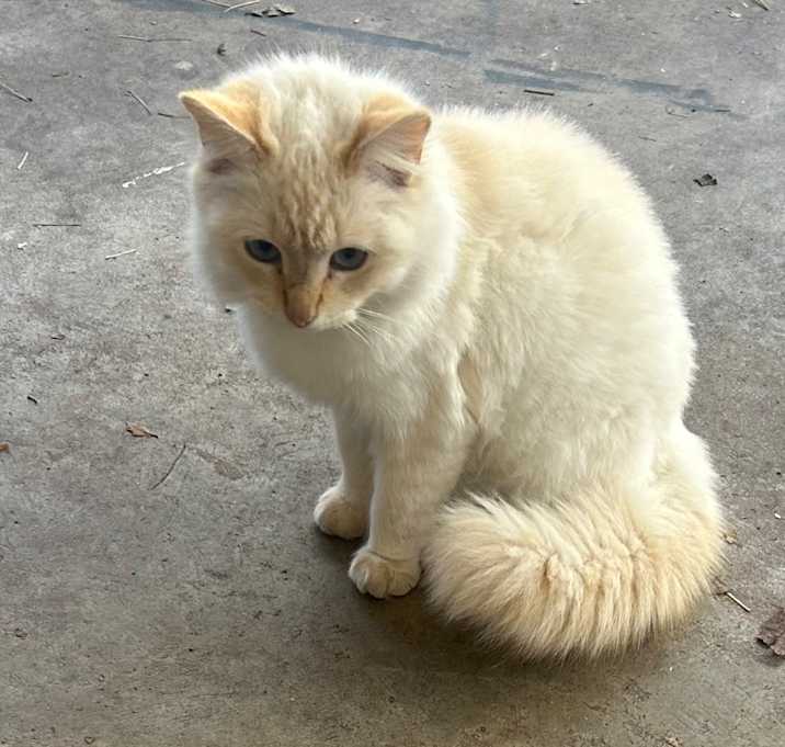 Photo of Creamsicle