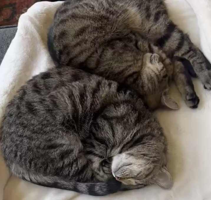 Photo of Dora and Nora (Bonded Pair)