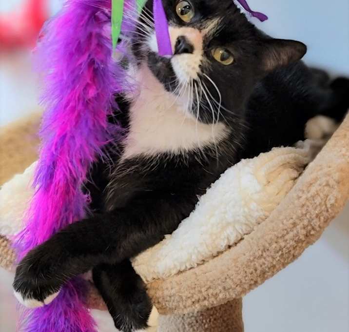 Photo of Sugar Cookie