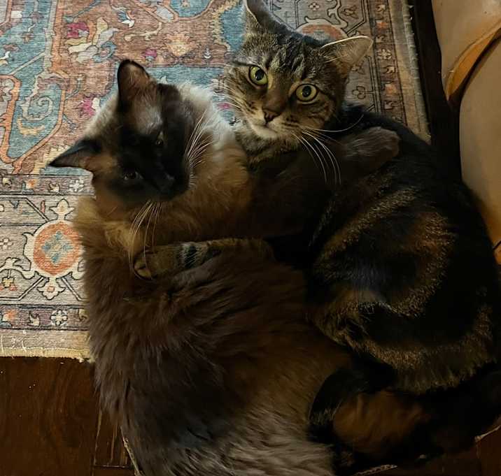 Photo of Oliver and Jinx