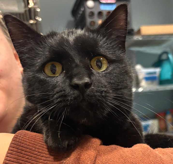 Photo of Cupid Shuffle