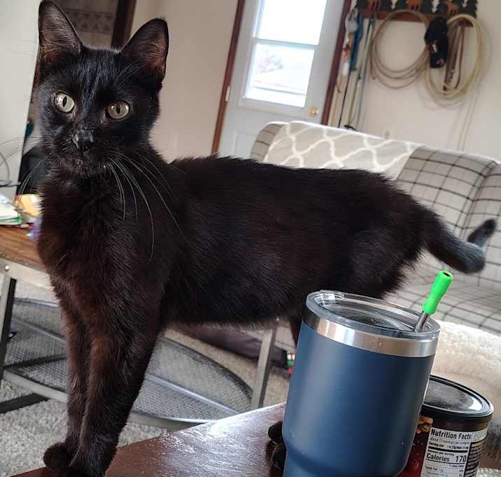 Photo of FOUND Black Cat 