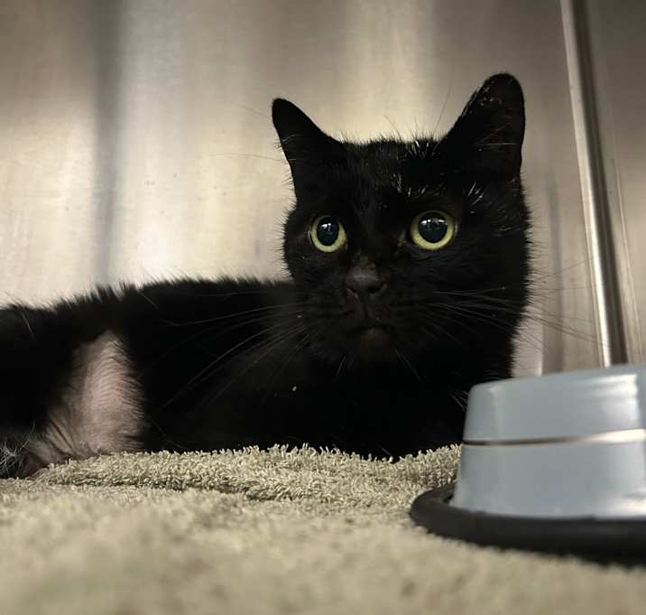 Photo of Times New Roman