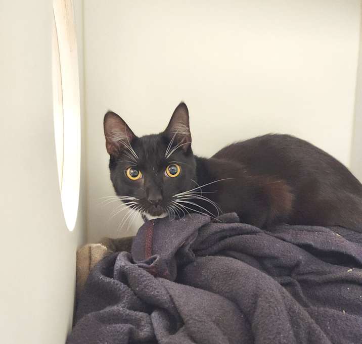 Photo of Master Splinter