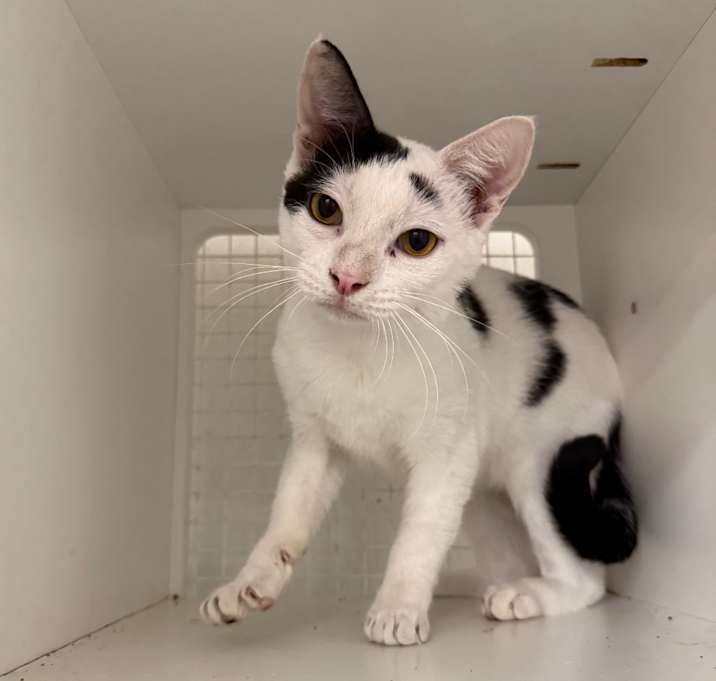 Photo of Cookie Monster