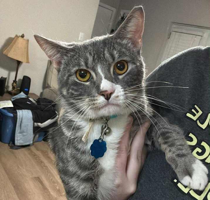 Photo of Finnegan (Finny)