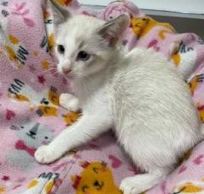 Photo of Smoked Gouda